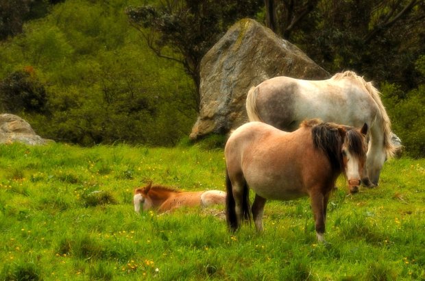 Galician_wild_horses Villihevosia Galician nummilla
