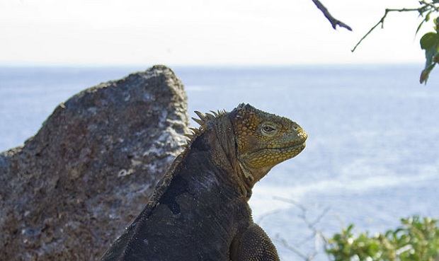 Galápagossaarelainen iguana taustallaan Tyyni valtameri. (kuva: Julian Hammer CC-SA) Galápagossaarelainen iguana taustallaan Tyyni valtameri. (kuva: Julian Hammer CC-SA)