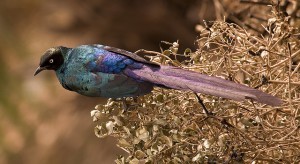 Senegal kiinnostaa myös lintuharrastajaa (Kuva: tj.haslam CC BY 2.0)