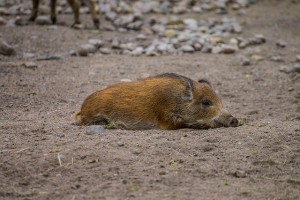 Joskus villisikaakin väsyttää (Kuva: Aki Suomela CC BY-SA 2.0)