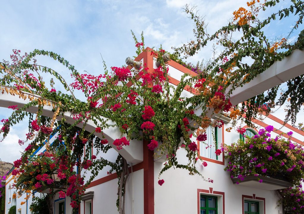 Bougainvillea-köynnöksiä valkoisen talon seinällä Puerto de Mogánissa