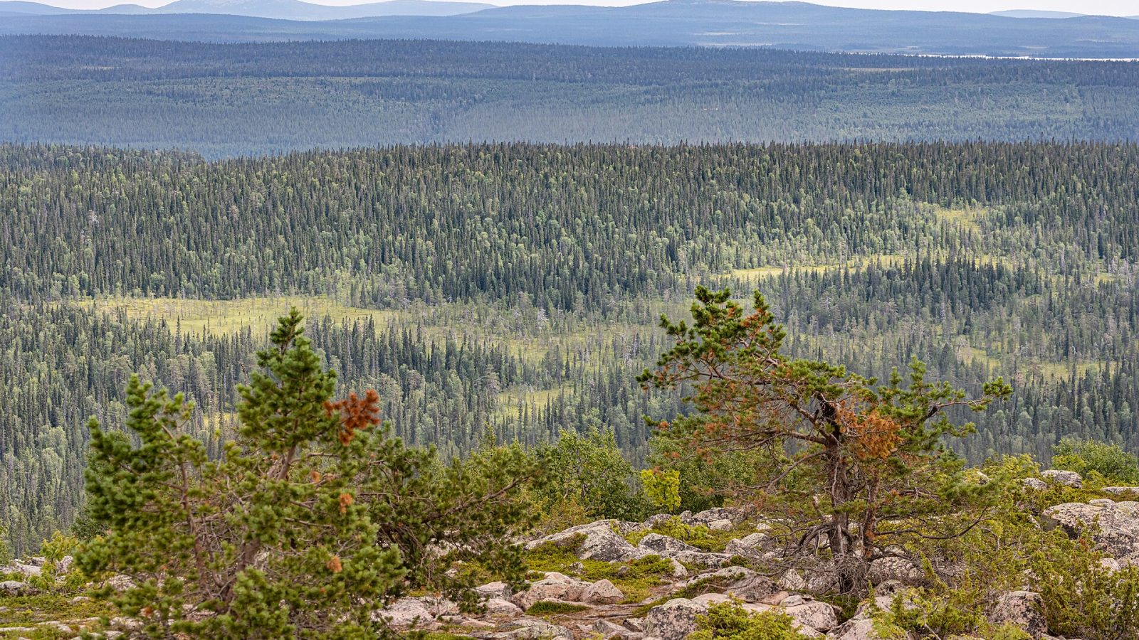 Salla matkaopas: tunturi, kansallispuisto ja porot