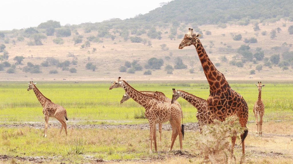 Kirahvilauma savannilla Akageran kansallispuistossa