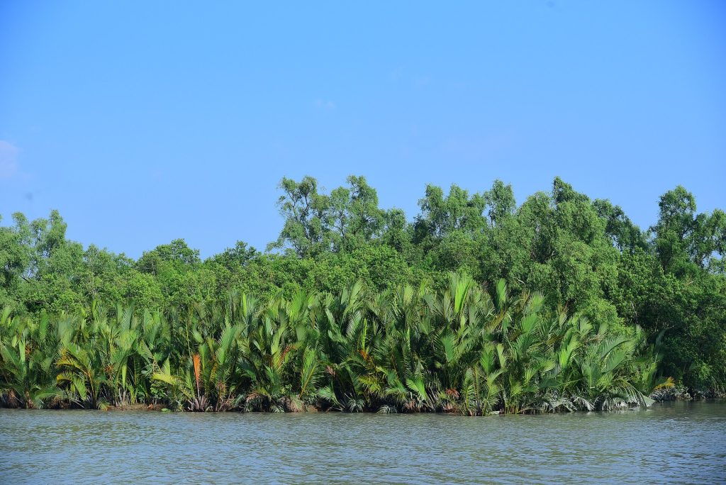 Tiheää mangrovemetsää joen rannalla Sundarbansissa Bangladeshissa