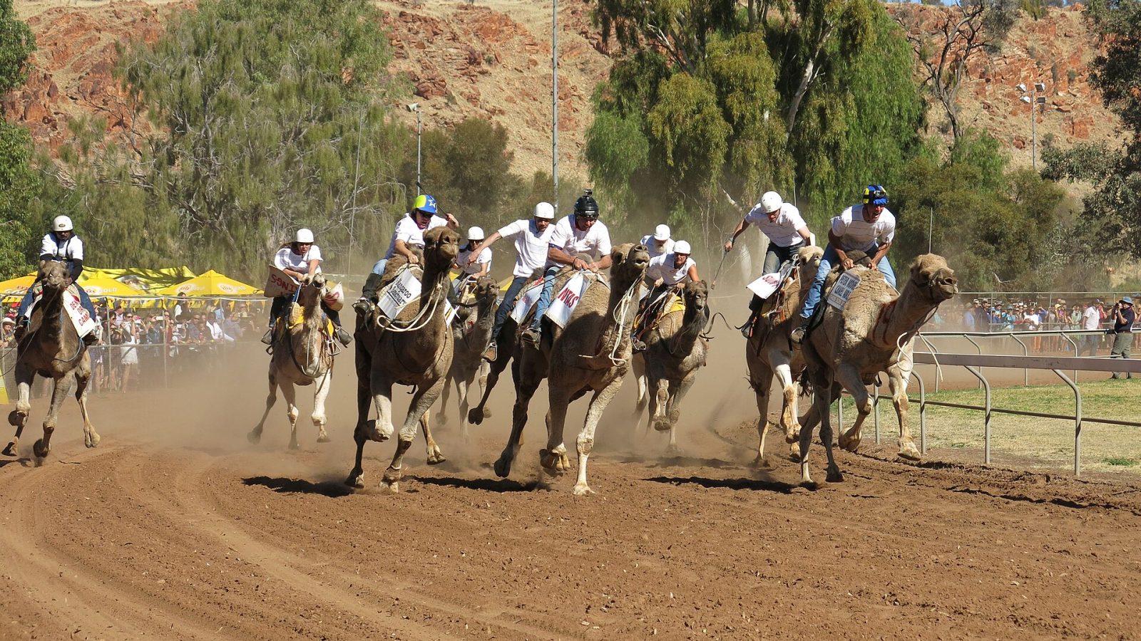 Camel Cup – kamelikilpailut Alice Springsissä