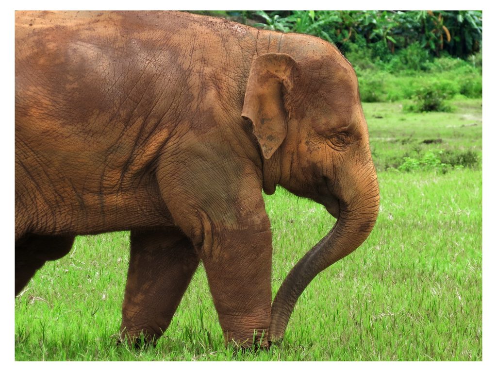 Aasiannorsu kävelee vapaasti nurmella Elephant Nature Parkissa