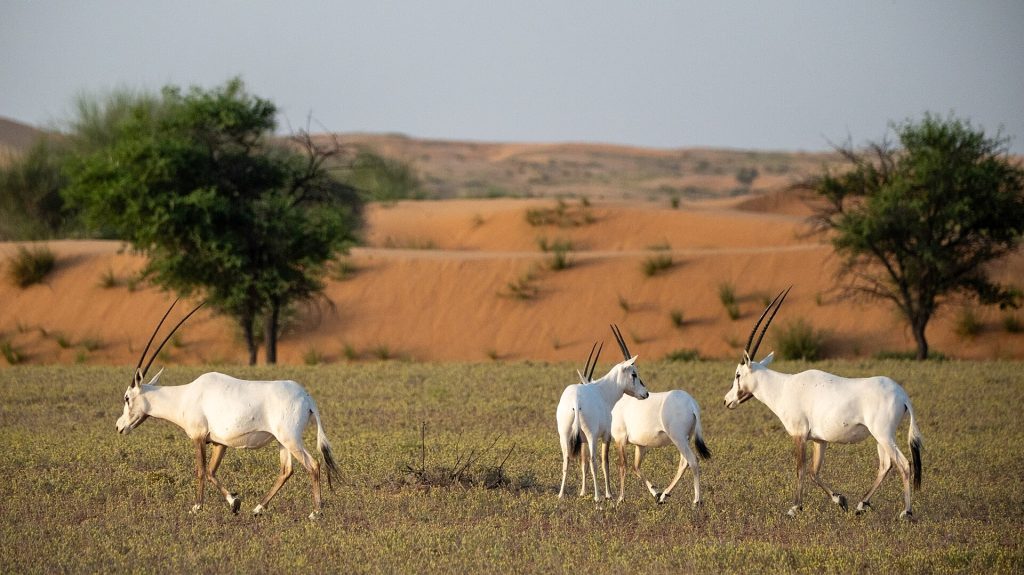 Valkoisia arabianbeisoja punaisella hiekalla Dubain aavikon suojelualueella