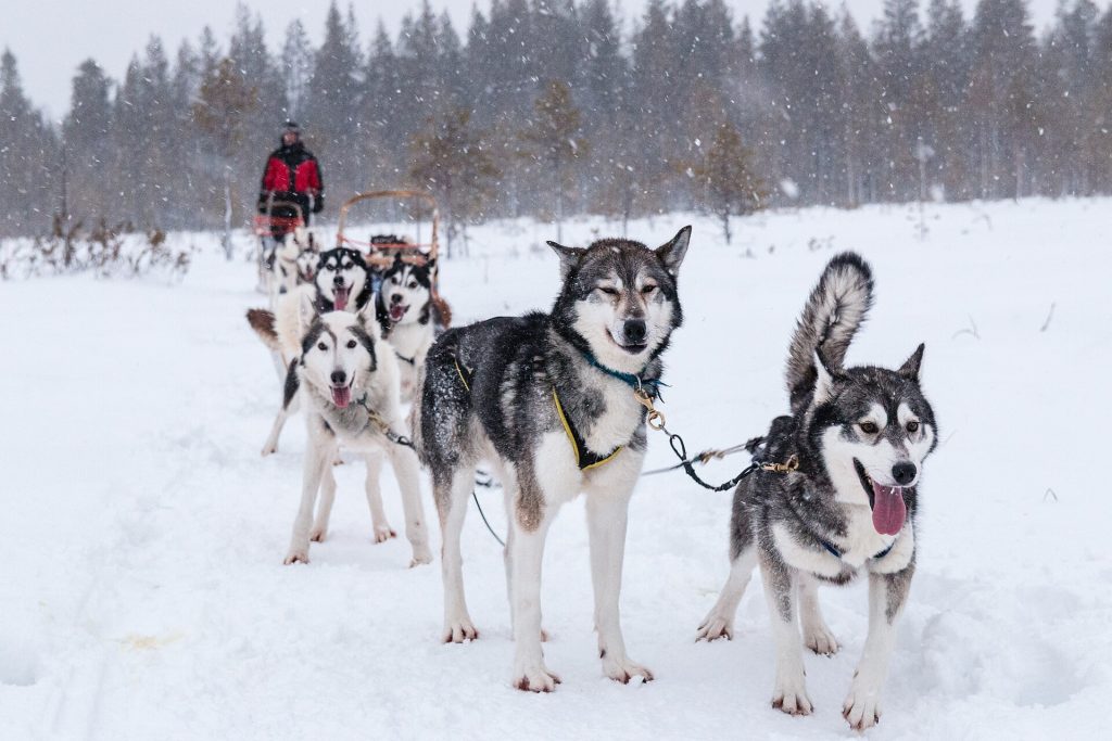 Valjaissa odottavia huskyja lumisella pellolla Suomessa