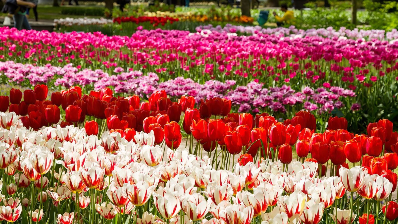 Amsterdamin tulppaanit – Keukenhof ja kukkivat pellot keväällä