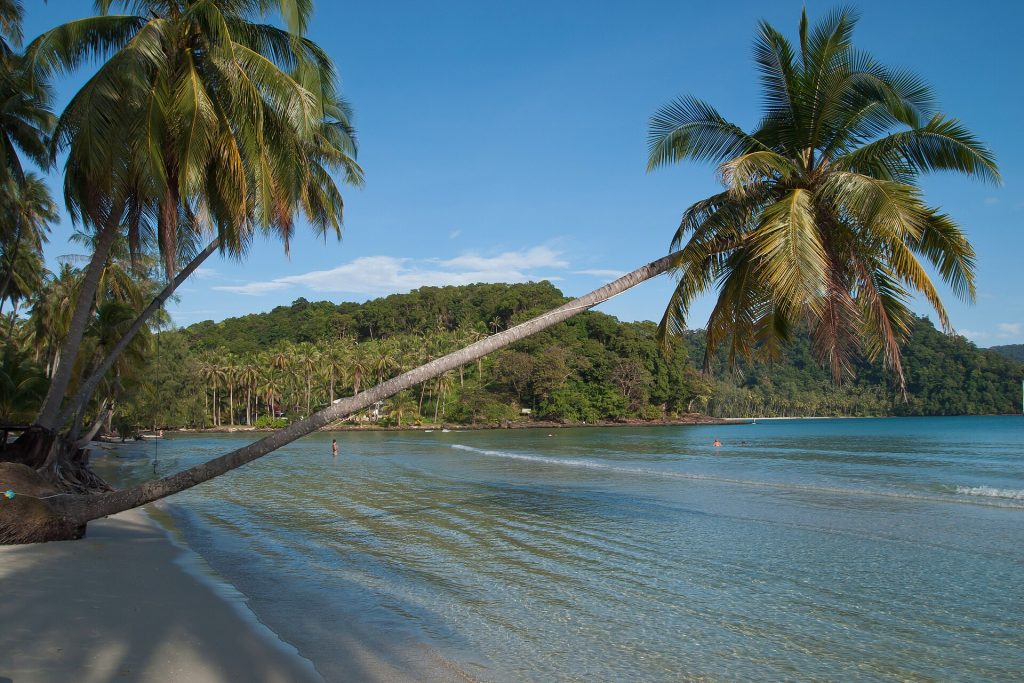 Kaartuvia palmuja laguunin rannalla Koh Koodilla