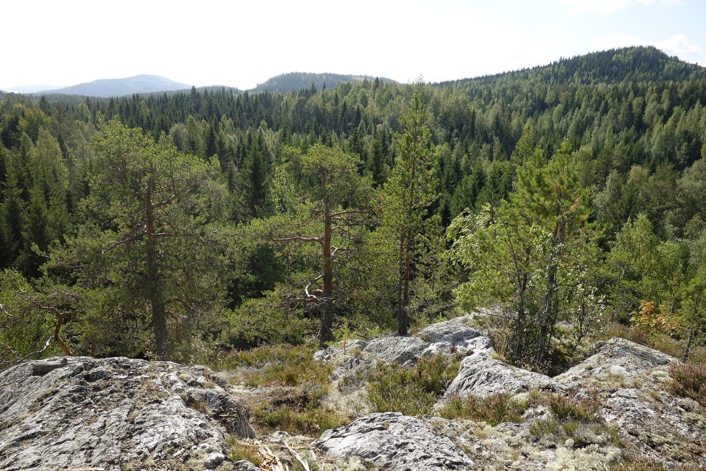 Kolin vaaroja ja metsää kansallispuistossa