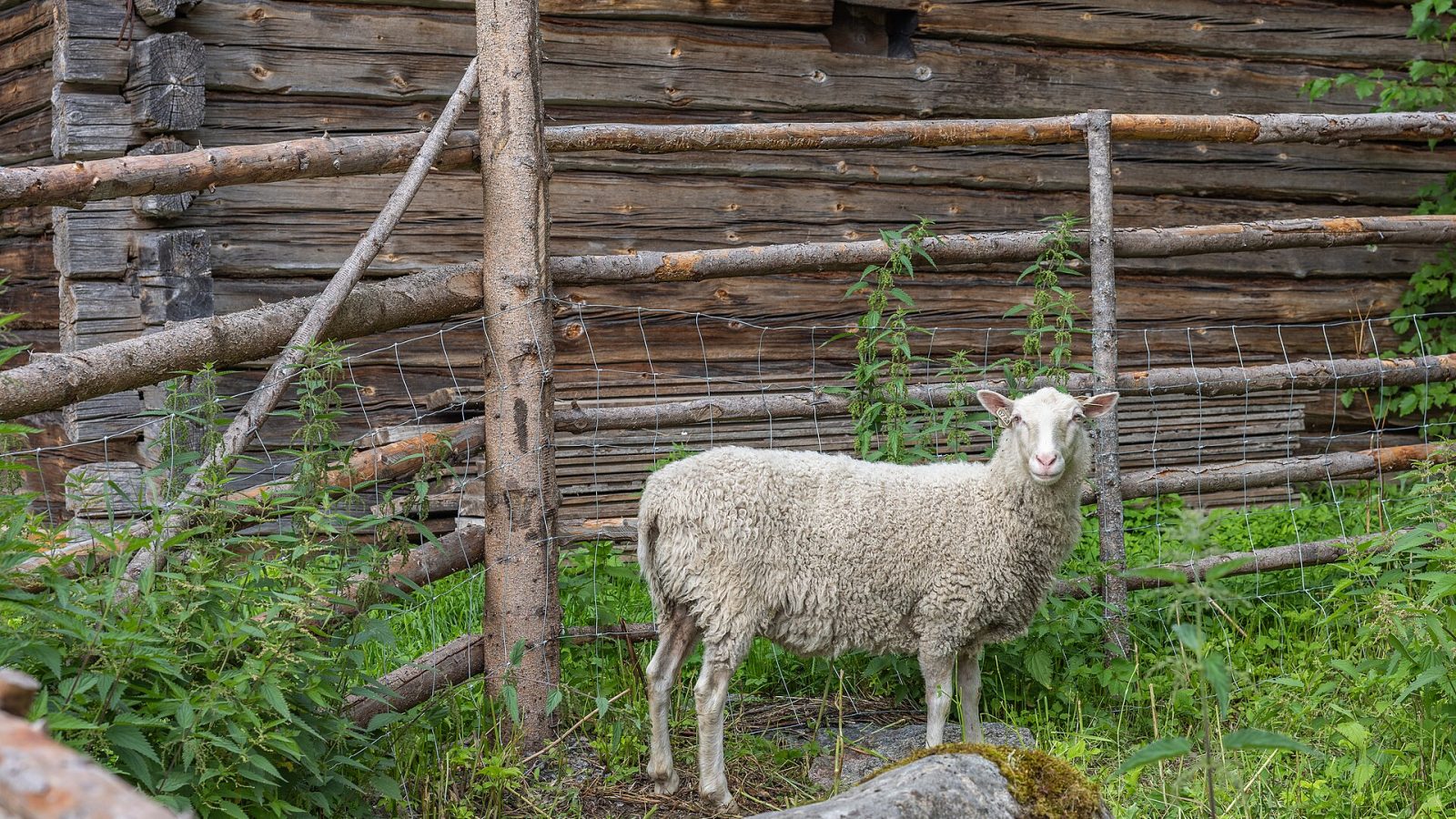 Lammaspaimeneksi kansallispuistoon: Paimenviikot ja haku