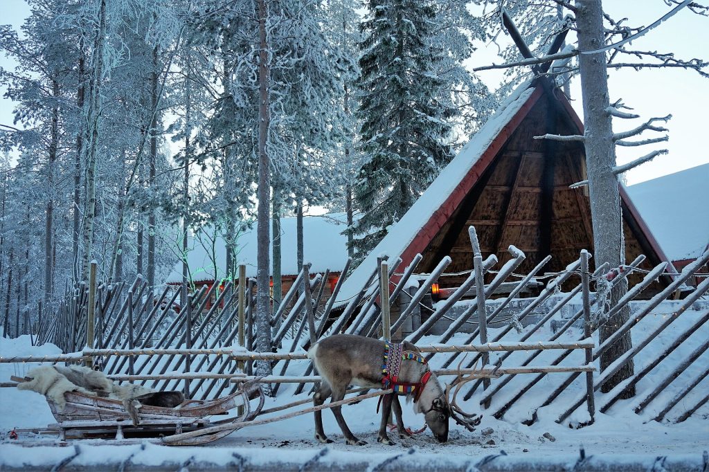 Valjastettu poro lumisessa metsässä kodan vieressä