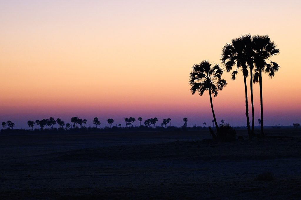 Palmujen siluetit auringonnousussa Makgadikgadin suolatasangon reunalla
