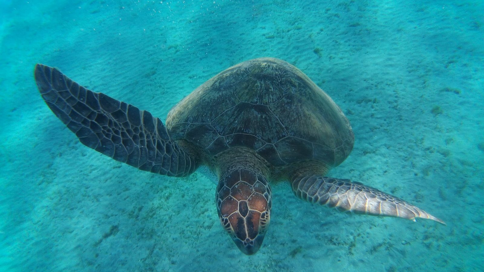 Marsa Alam matkaopas: riutat, kilpikonnat ja Wadi el Gemal