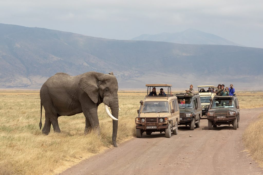 Norsu kävelee tiellä ja sen takana safariautoja Ngorongoron suojelualueella