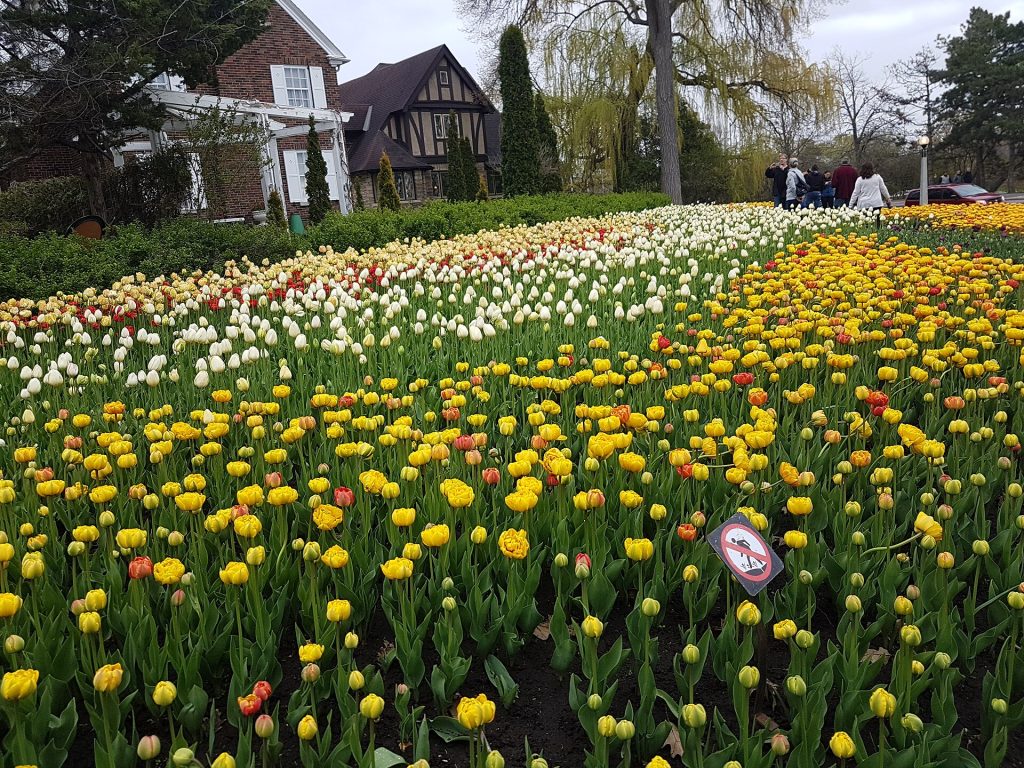 Keltaisten ja oranssien tulppaanien penkkejä puistossa Ottawan tulppaanifestivaalin aikaan