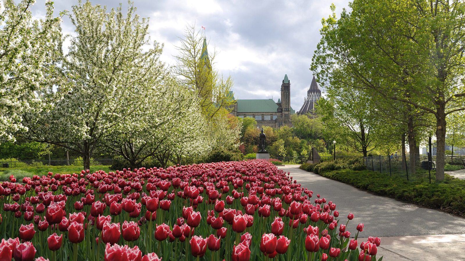 Ottawan tulppaanifestivaali – miljoona tulppaania toukokuussa