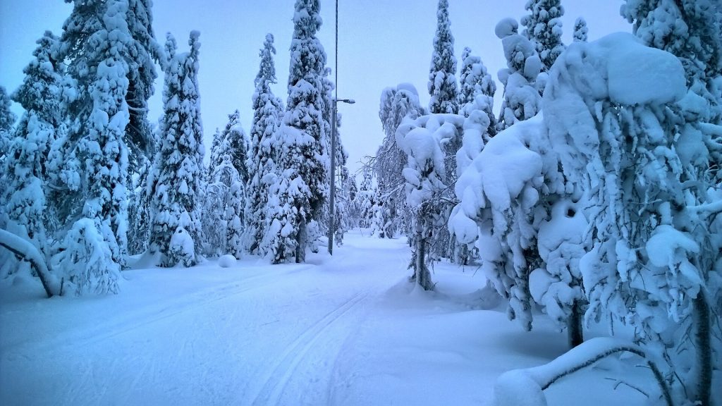 Hiihtolatu lumisten puiden keskellä Rukalla talvella