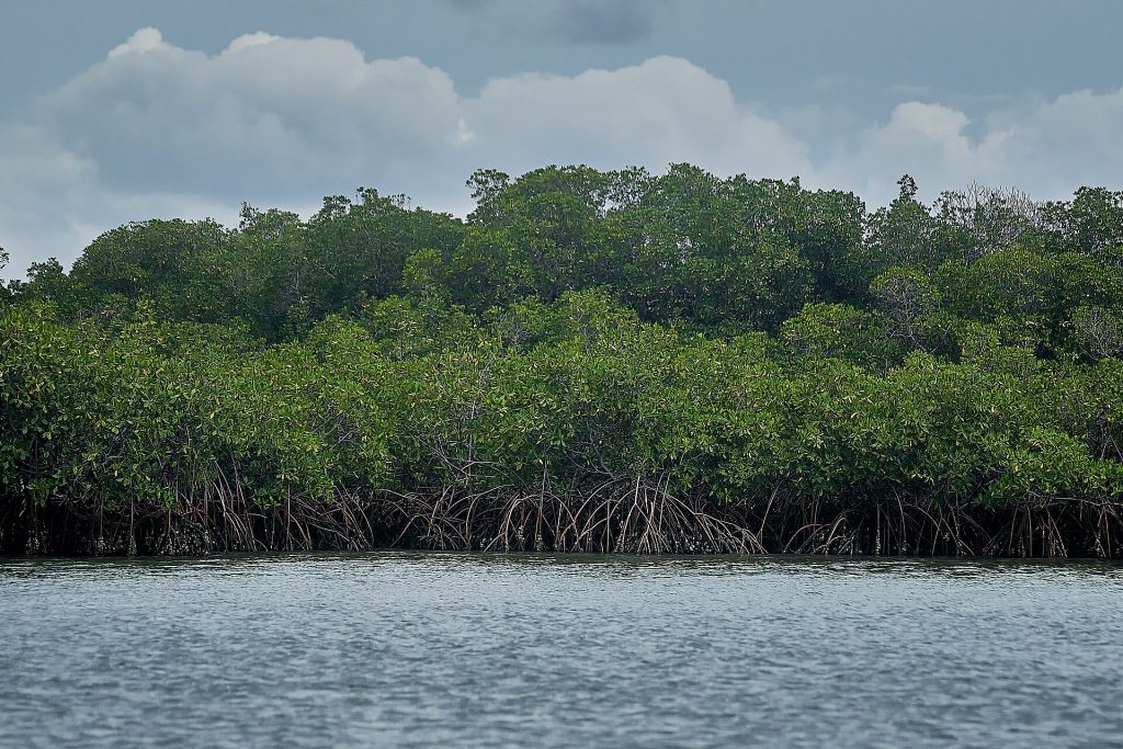 Mangrovemetsää Saloumjoen suiston kanavan rannalla Senegalissa