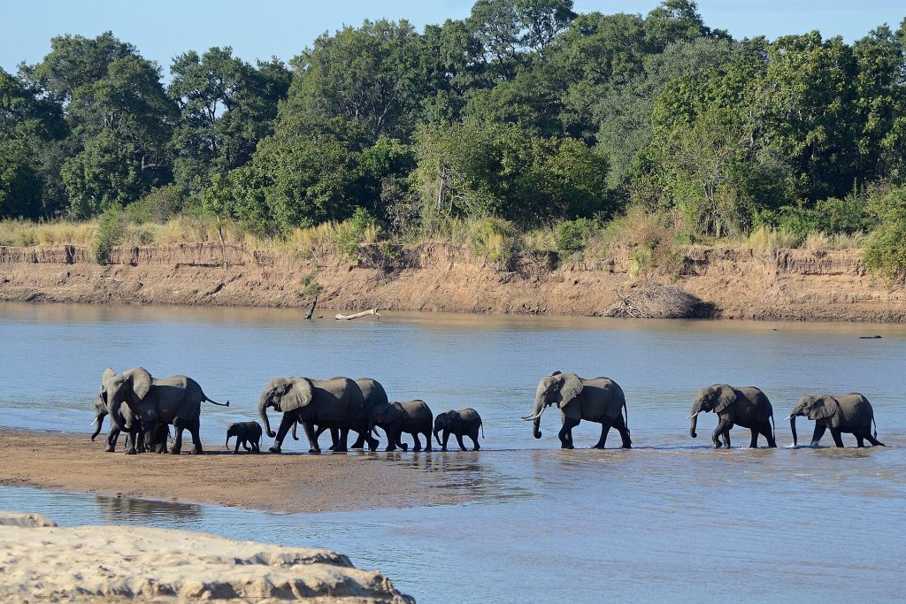 Norsulauma ylittää Luangwa-joen South Luangwan kansallispuistossa