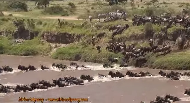 Afrikan eläinten suuri vaellus – esimakua videolta