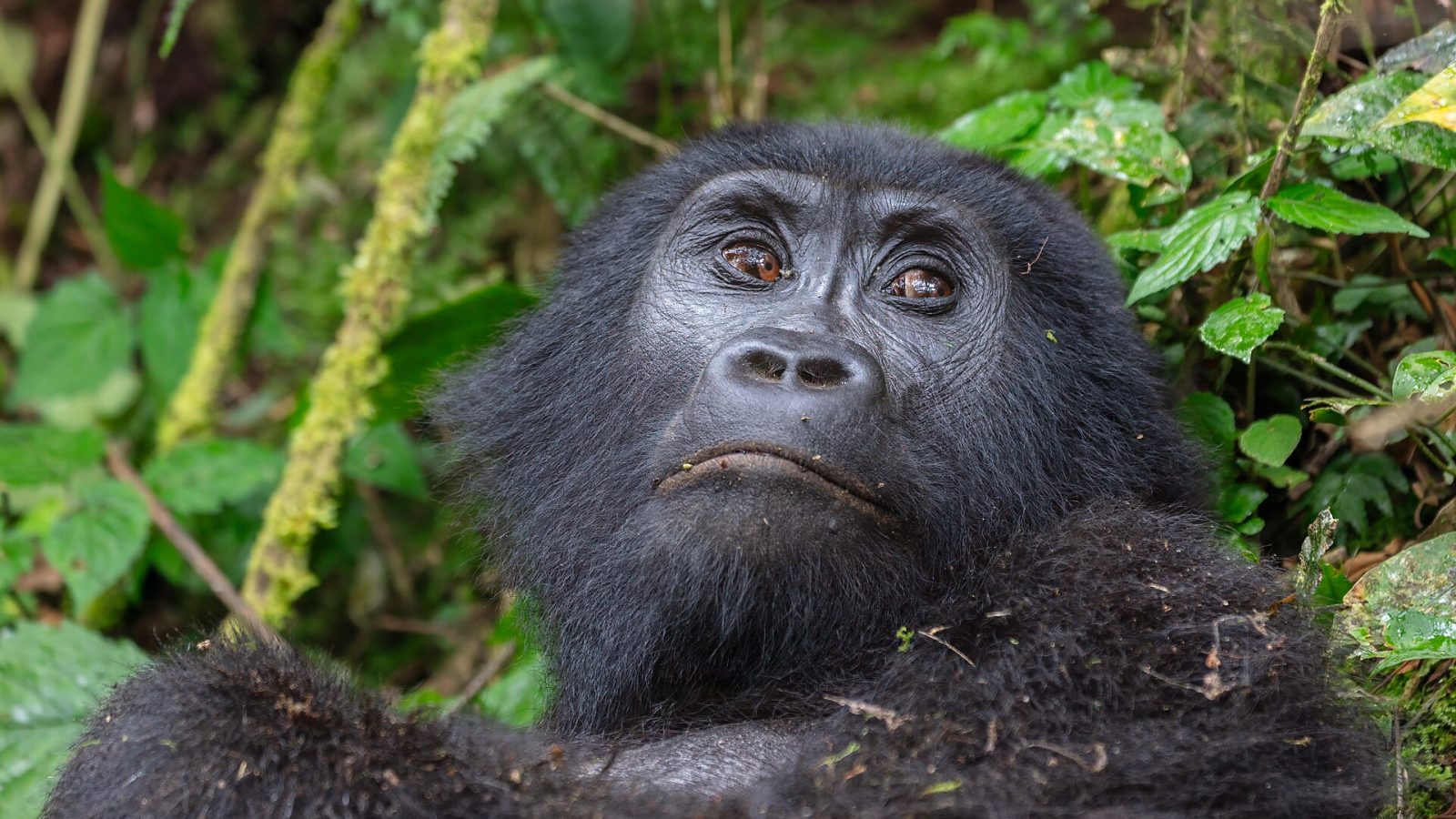 Uganda matkaopas: gorillat, safarit ja Niilin lähteet