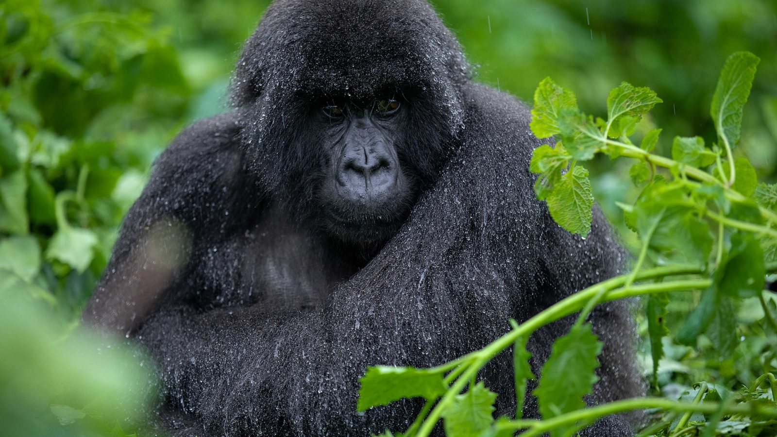 Ruanda matkaopas: vuorigorillat, Nyungwe ja Kigali
